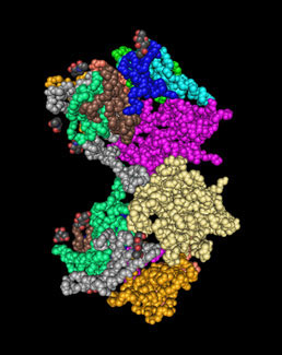 enzyme software kinetics